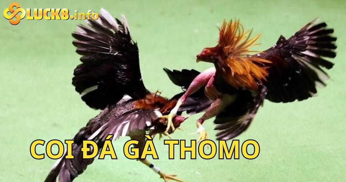 Coi Đá Gà Thomo Trực Tuyến Chất Lượng Tại Nhà Cái Luck8